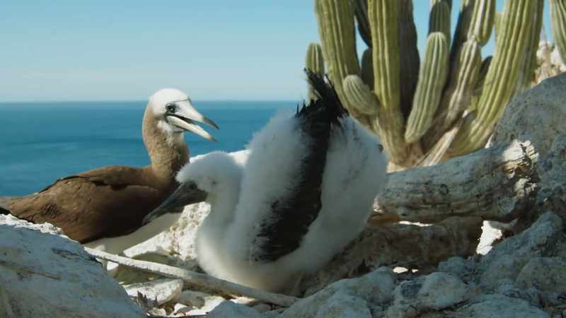 guano