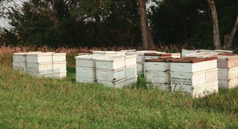 Guidelines for studies on honey bees
