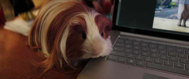 [guinea pig squeaks]