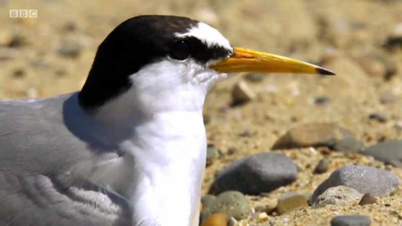 GULL SCREECHES