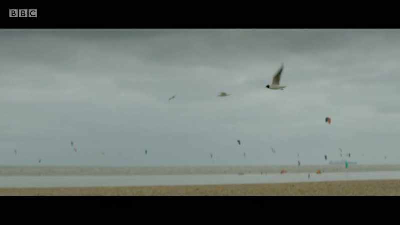 GULLS CAW