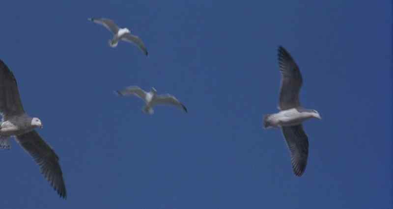 [Gulls Crying]