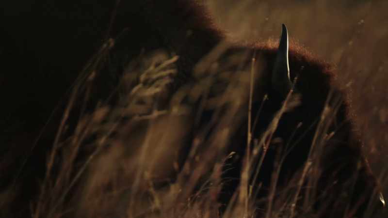 [Gunshot] Man as Jones: Often while