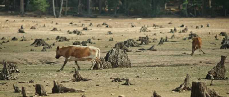 [gunshot] - [mooing]