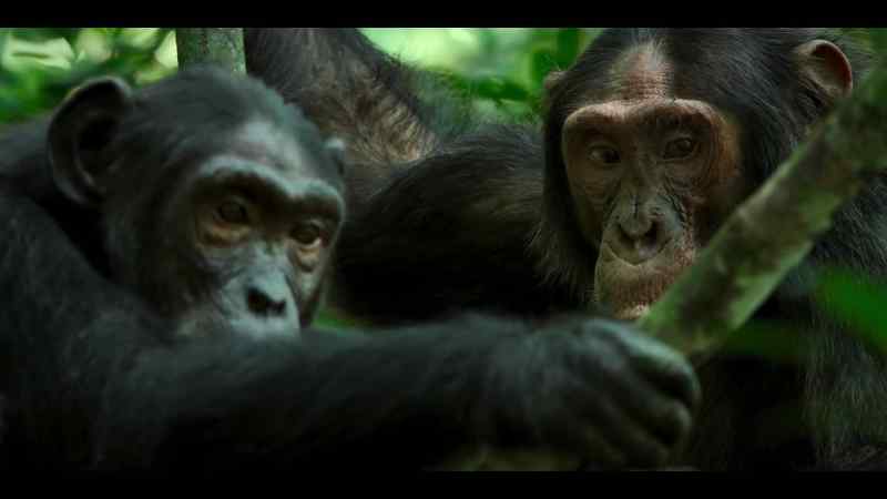 Gus can't offer protection from a chimp like Wilson