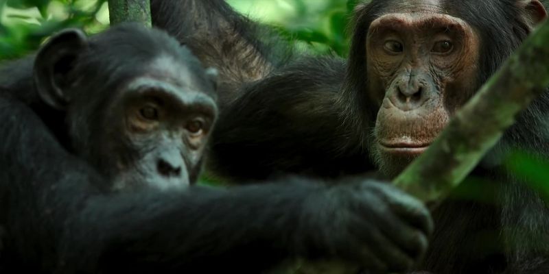 Gus can't offer protection from a chimp like Wilson