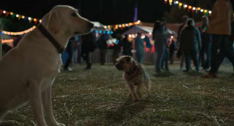 GUS: Sadly, the little dog was right