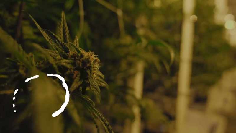 [Gus] So Dom, these plants are at the end