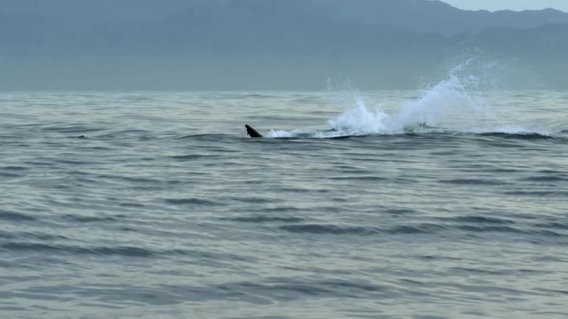 Half of all such encounters end badly for seals