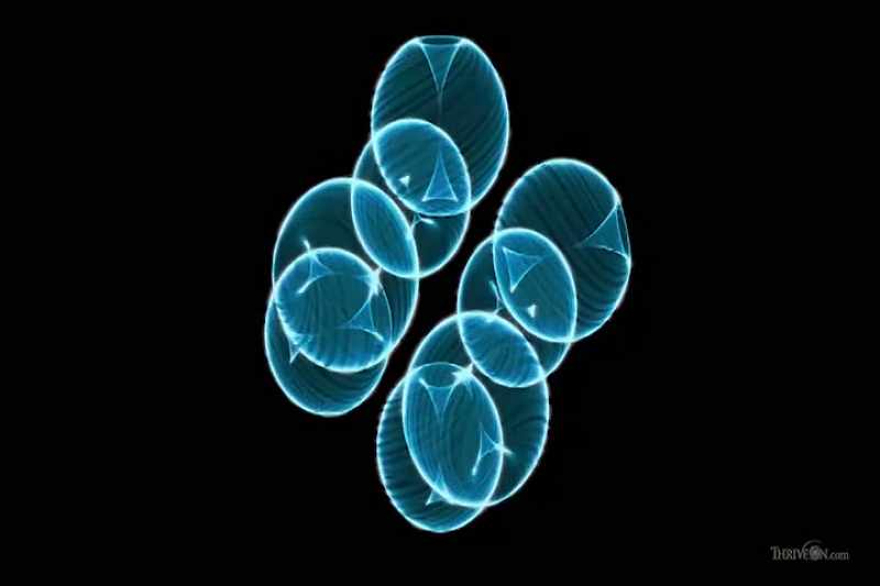 Haramein suggests protons are really mini black holes