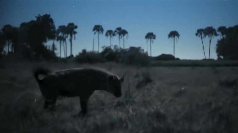 Harassing the lions distracts them, and slows their feeding