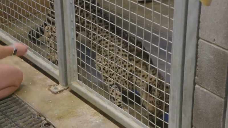 Hardy: Kesi will be getting her actual injections