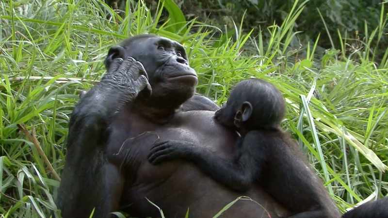 Hare: BONOBOS, SOUTH OF THE CONGO RIVER