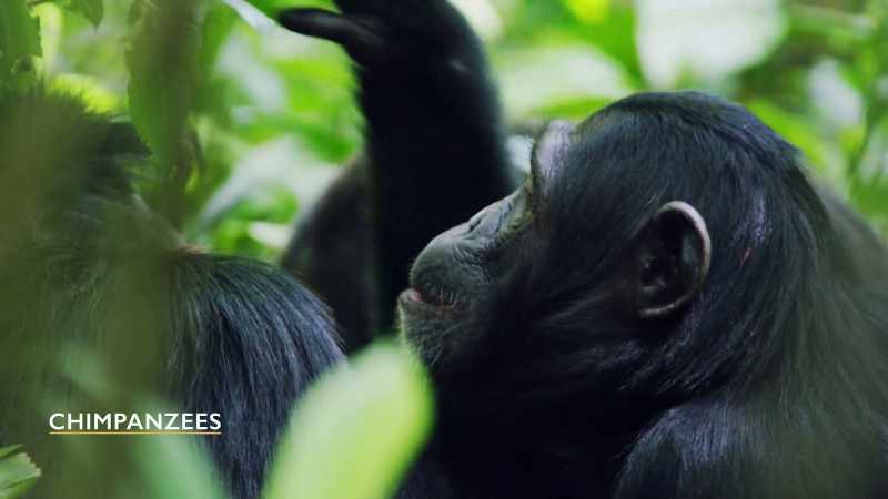 Hare: MOST PEOPLE ARE MORE FAMILIAR WITH CHIMPANZEES