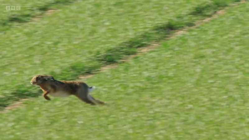 Hares are Britain's fastest mammal