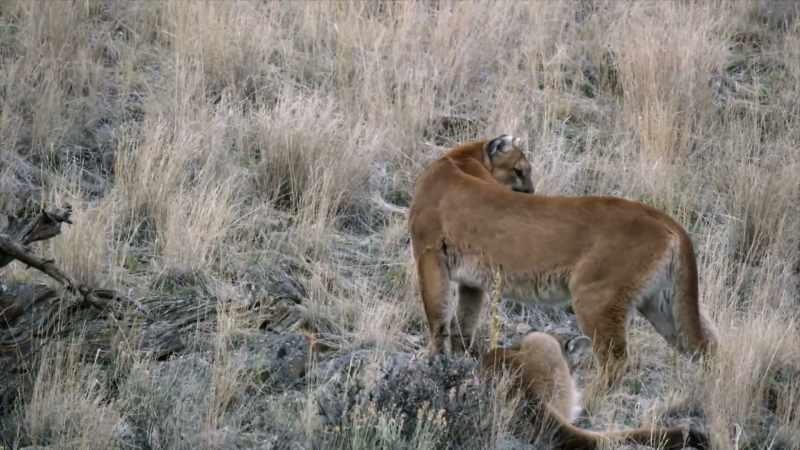 Harmlessly chasing and pouncing on each other