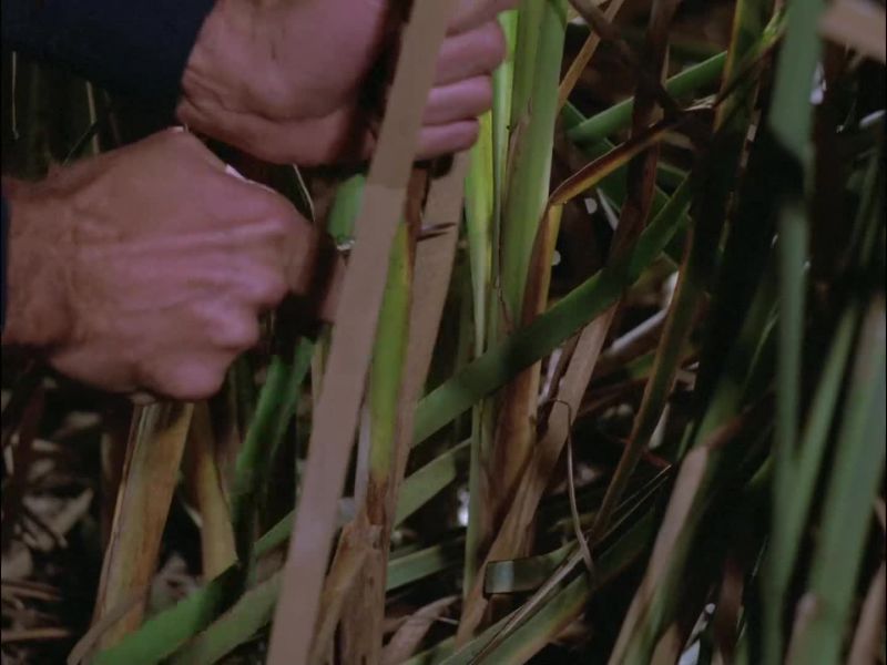 HARRY: Hollow reeds?