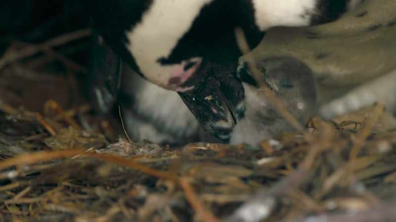 Hatchlings are born tiny