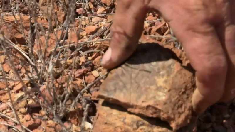 Have a look at that. This is a fossilised leaf