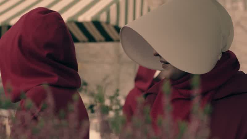 Have you seen the lilies?