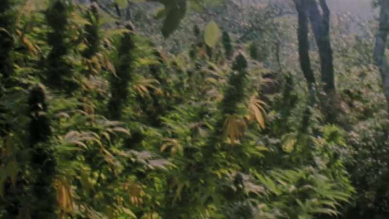 Having a cash crop, that allowed the locals to thrive