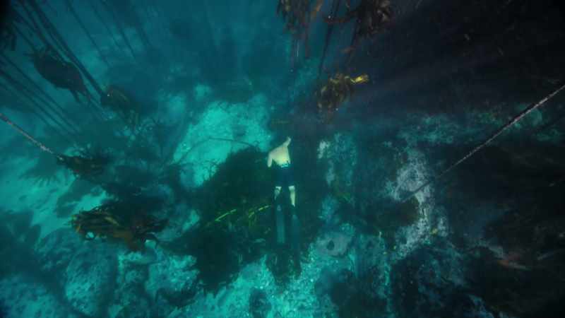 Having a scuba tank in a thick kelp forest