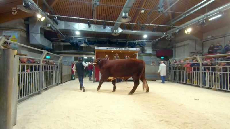 Having not bid on either bull