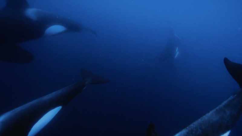 Having shared these experiences with orca in New Zealand