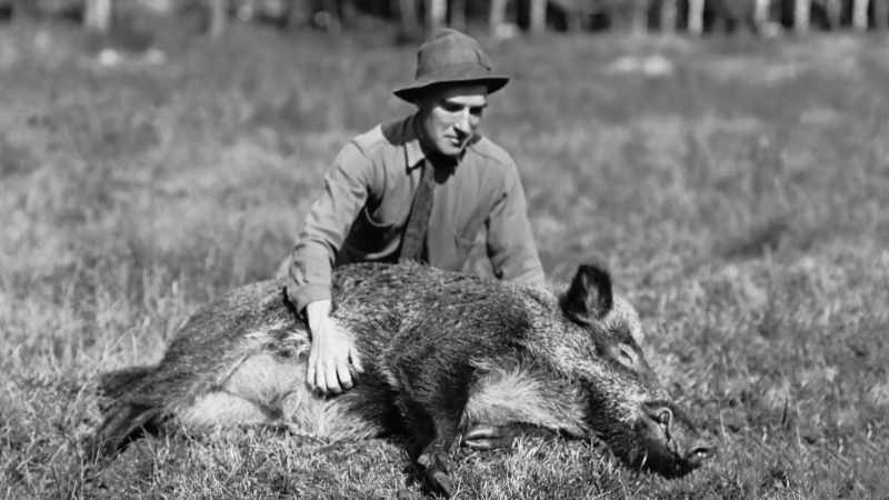 He adopted this wild boar