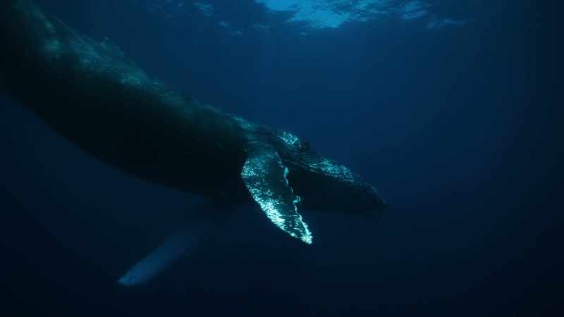 He arrived in Antarctica with his mother