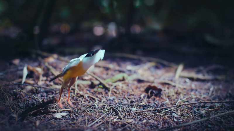 He bows out by spreading his wing tips