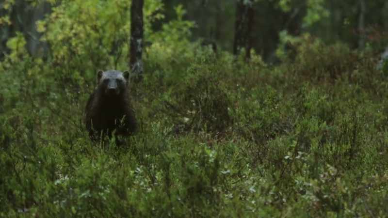 He can lope through these woods and is just as at home