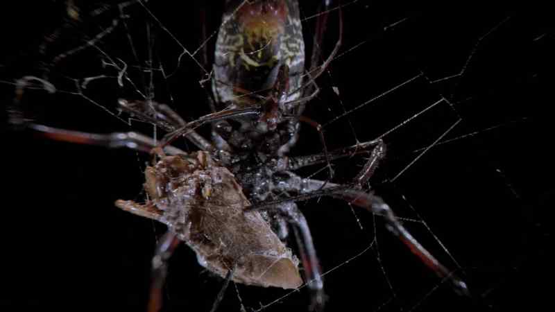 He climbs very tentatively onto her abdomen