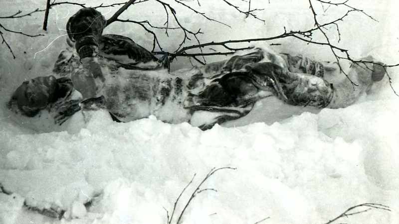 He had collapsed around a small birch tree