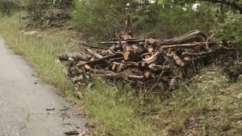 HE DRAGS LOGS FROM THE GROUND. LOOK AT THAT