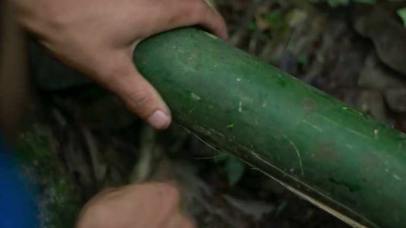 He guides the roots through bamboo tubes