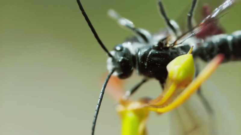 He hammers against the orchid's pollen sacks