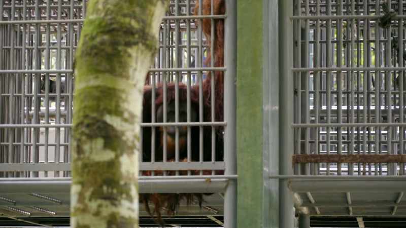 He was in a cage that was barely bigger than