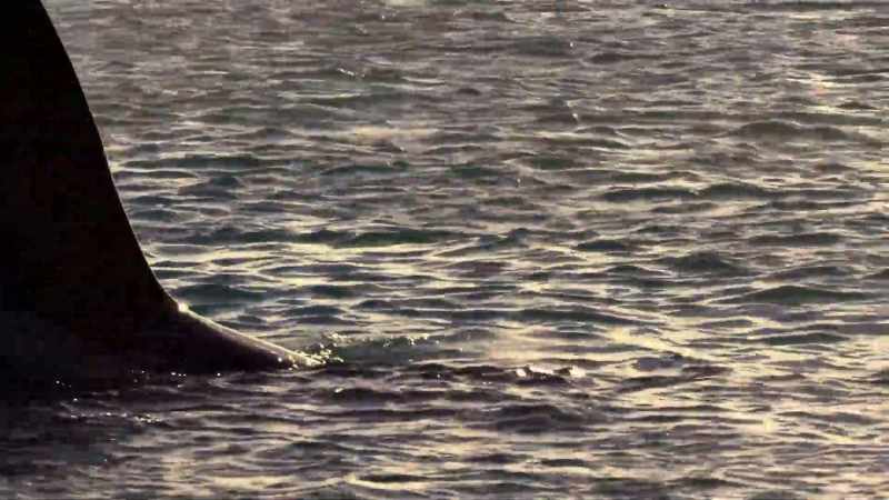 ''He knows enough to hide his five-foot dorsal fin.''
