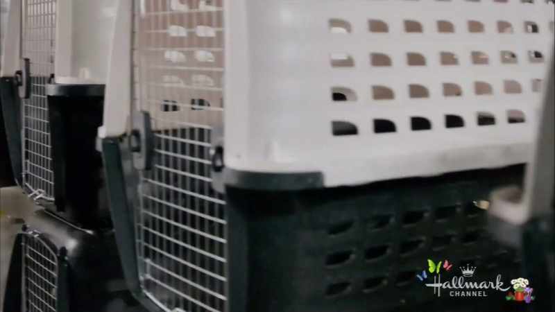 * He looked at me and said