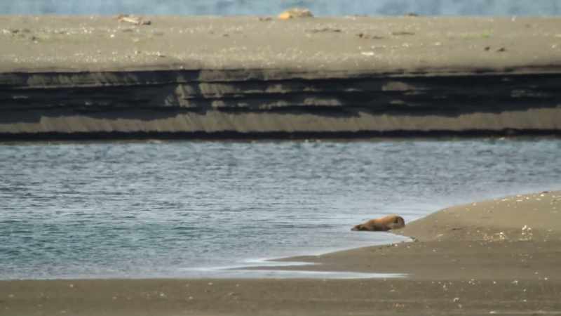 He plucks up courage and takes the plunge