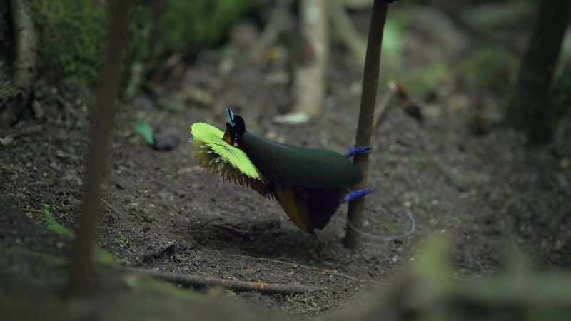 He puffs up his feathers and swings round