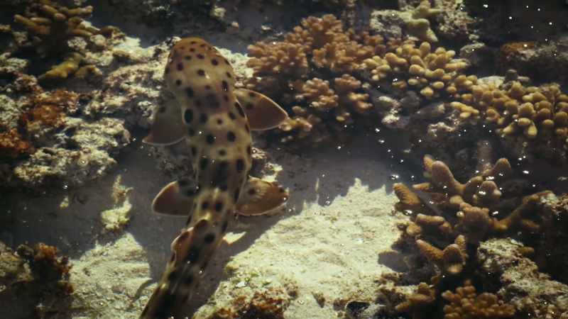 He rarely even strays far from his patch of reef