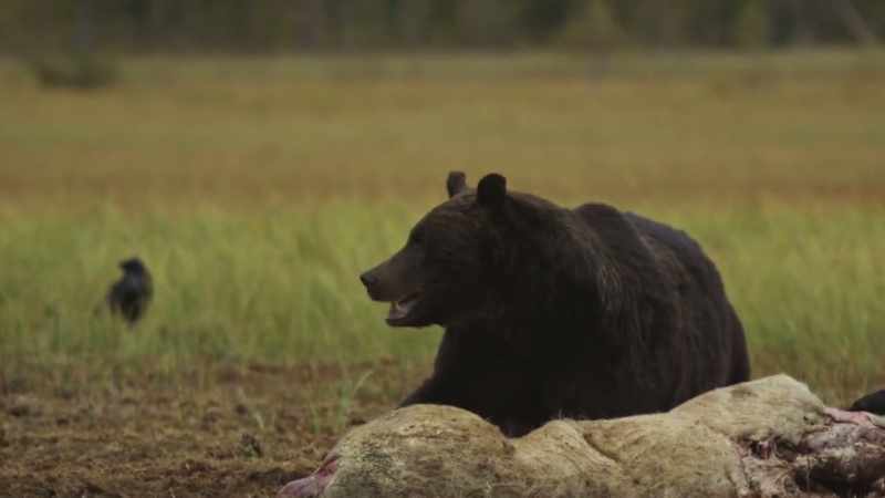 He rolls the carcass over to find the best and softest bits