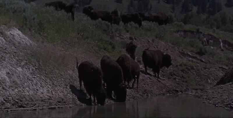 He saw plenty of buffalo