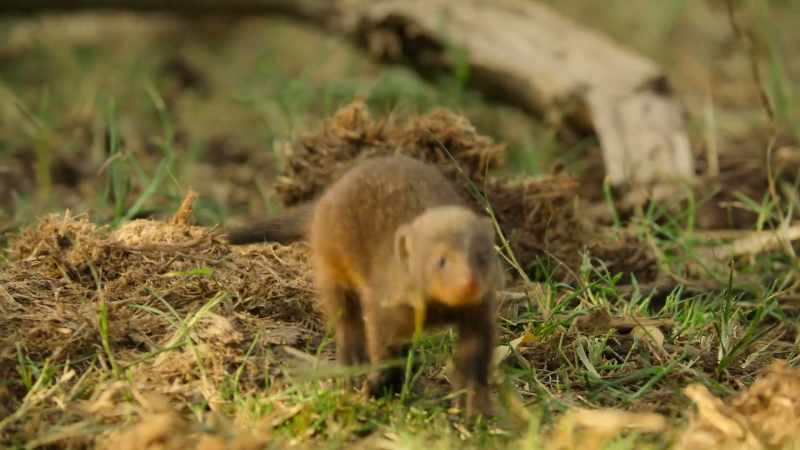 He sidles up to Quboua