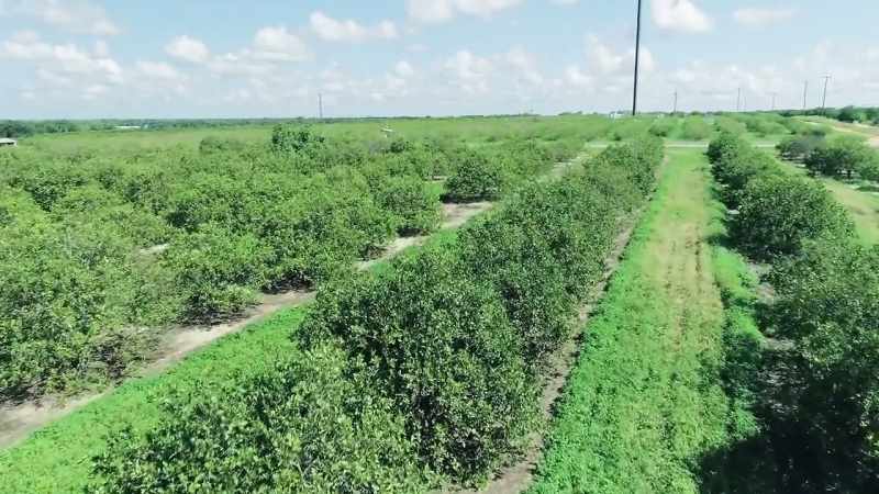 He started out in the orange groves