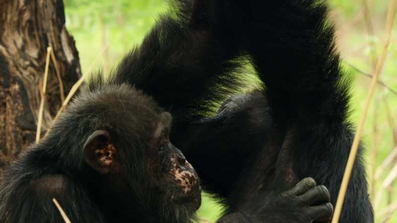 He starts grooming other males