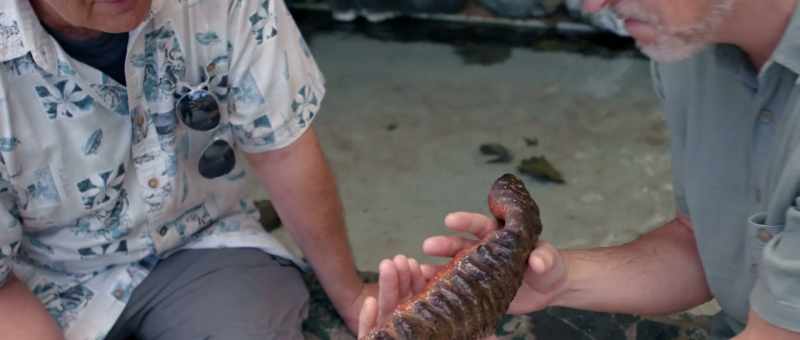 He has tube feet