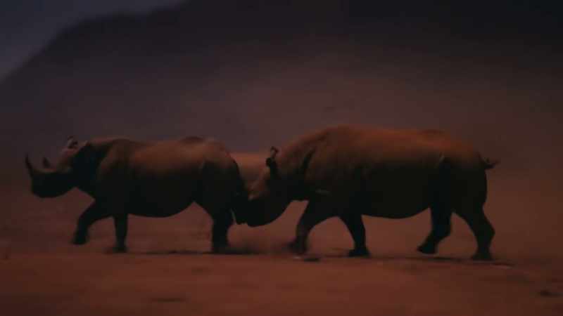 He uses his horn to try and hook her hind legs and trip her up